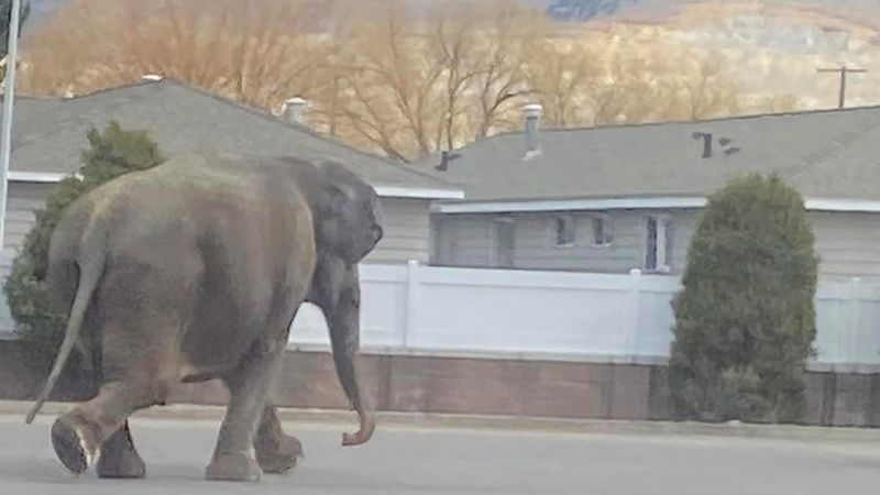 The Elephant's Midnight Stroll
