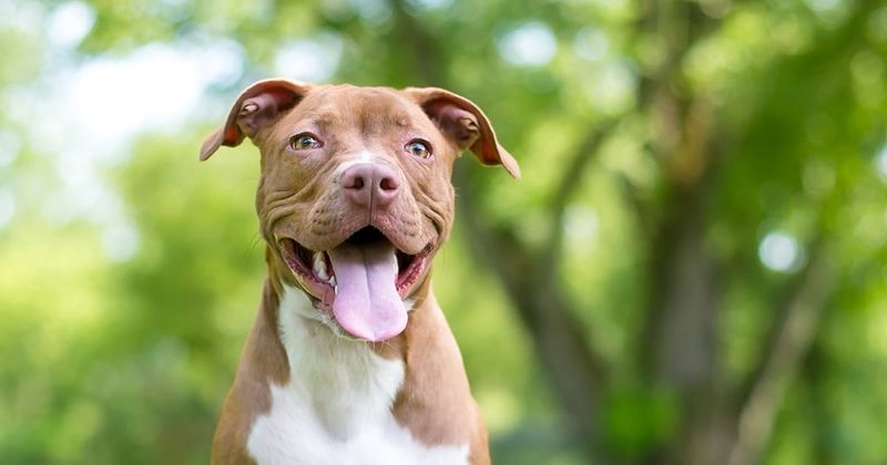 Pit Bull