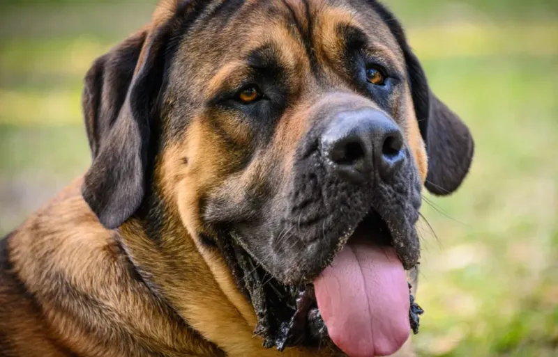 Mastiff