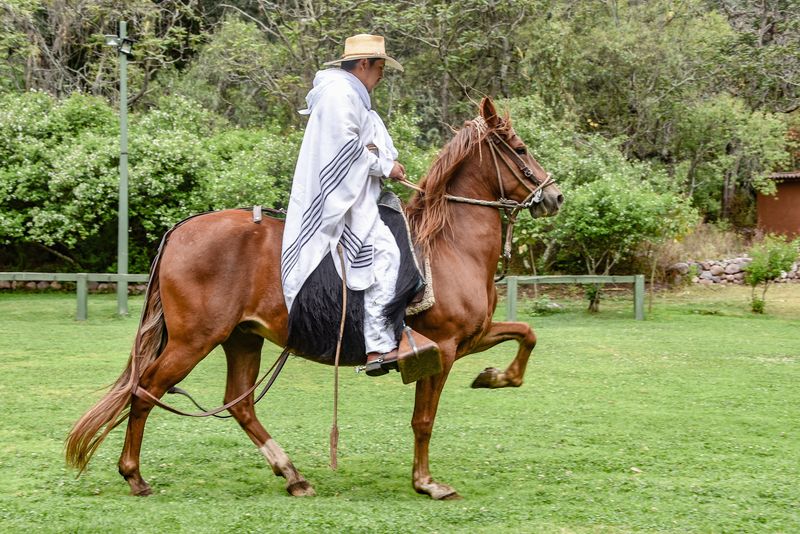 Peruvian Paso