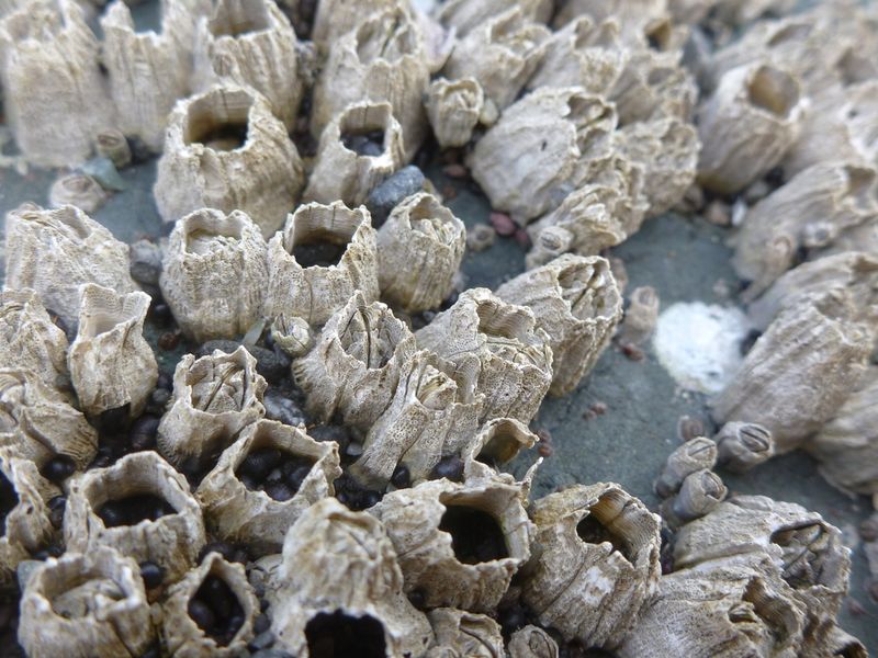 Barnacle