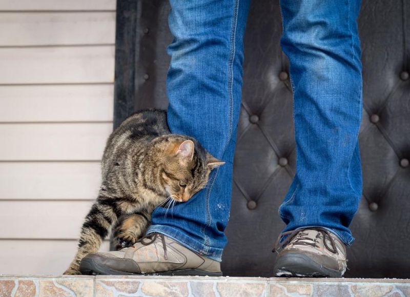 Walking Between Your Legs