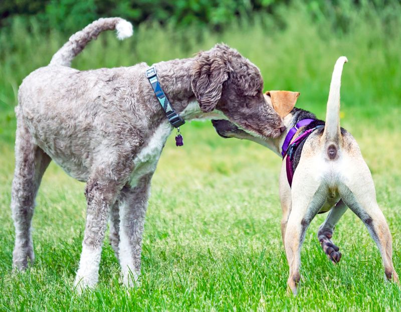 Sniffing Another Dog's Behind
