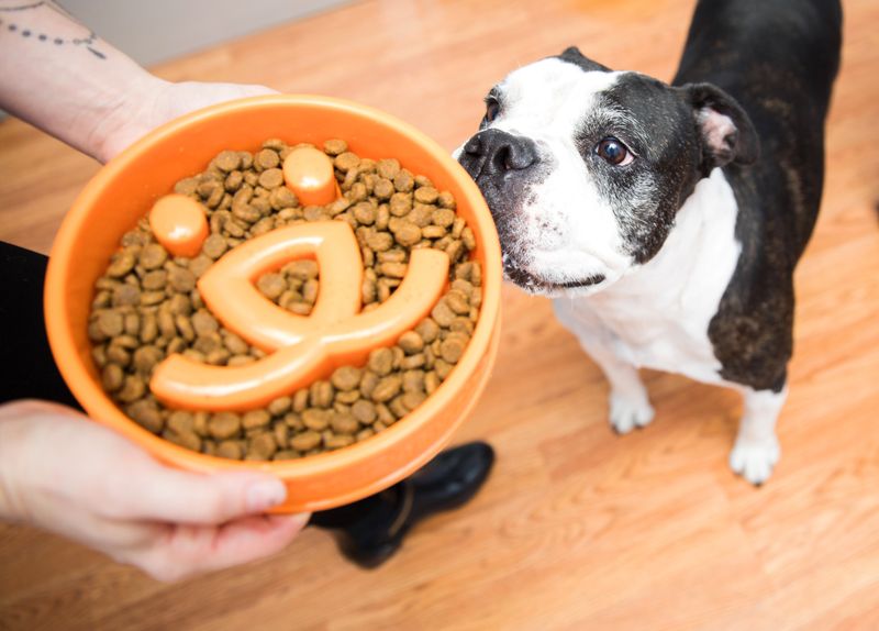 Start A Pet Food Bank