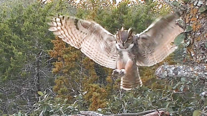 Quiet Landing Gear
