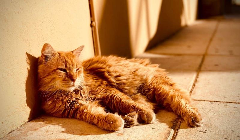 Natural Light Exposure Benefits