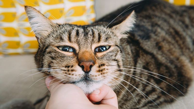 Empathy Via Feline Friends