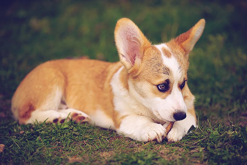 Ear Infections