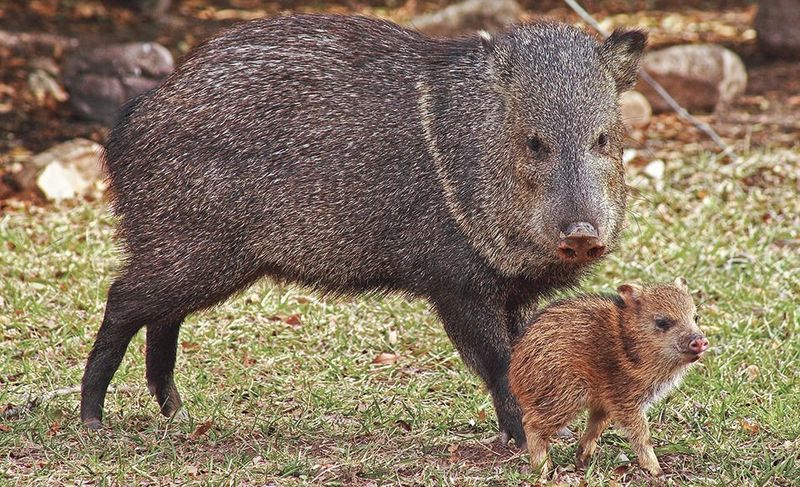 Tusked Troublemakers: Javelinas