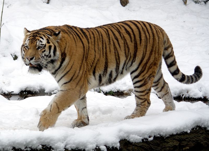The Largest Cat In The World