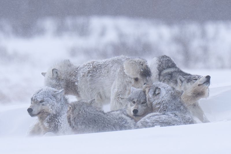Adaptability In Harsh Environments