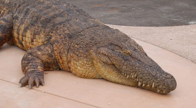 Crocodile
