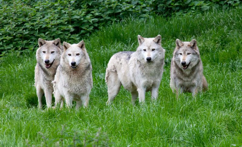 Pack's Adaptive Nature