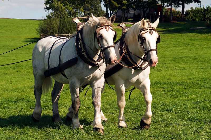 Percheron