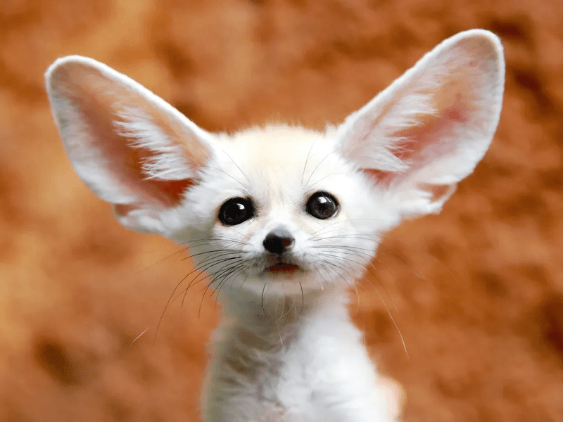 Fennec Fox Kit