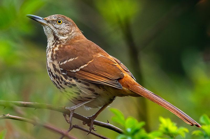 Nature's Jazz Musician