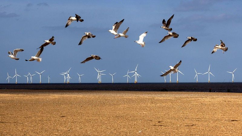 Choose Bird-Friendly Renewable Energy