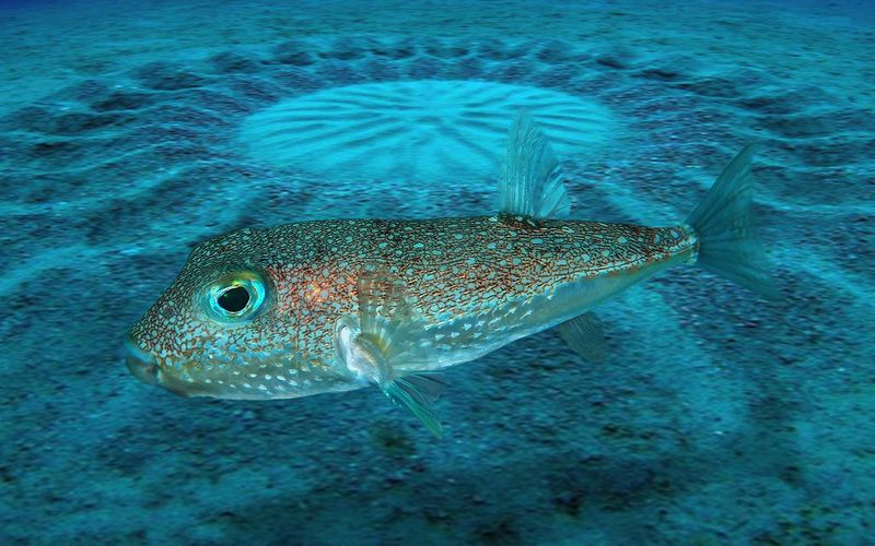 Pufferfish