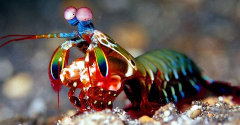 Surprising Facts About The Mantis Shrimp And Its Powerful Punch