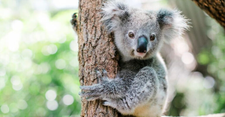 Surprising Reasons National Wild Koala Day Matters More Than You Think