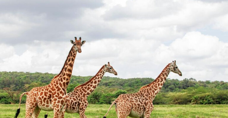 Surprising Reasons Why Giraffes Have Never Been Tamed
