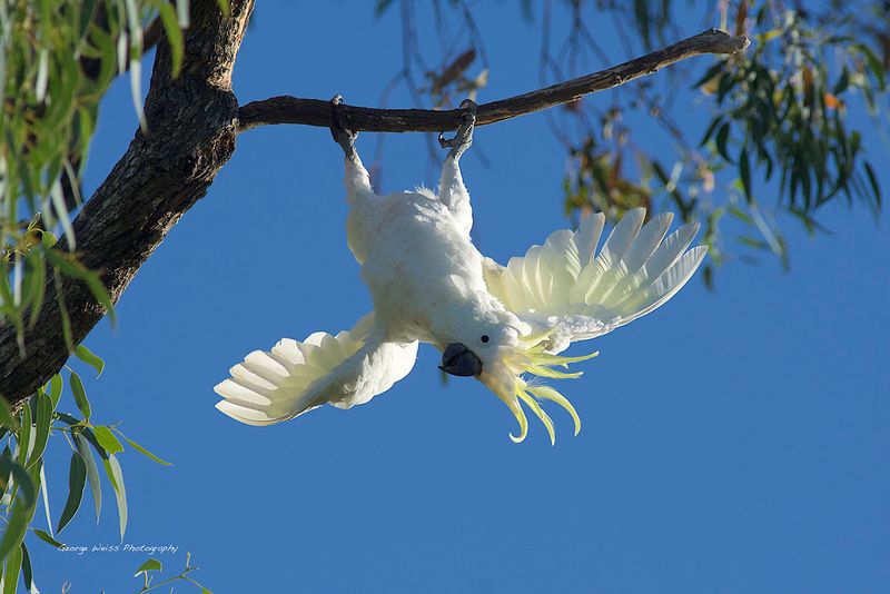 Acrobatic Showoffs