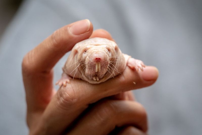 Unique Dental Structure