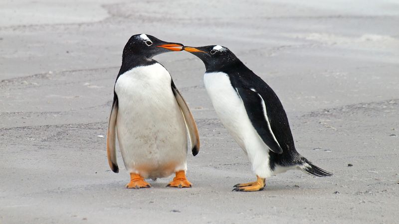 Penguins