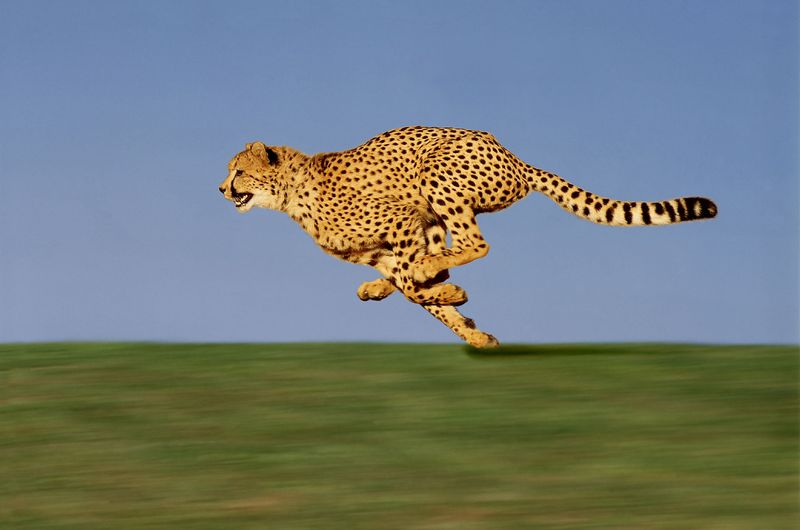 Perfectly Designed For Short-Distance Chases