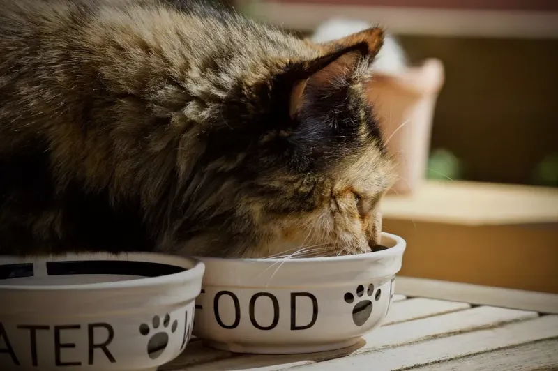 Add Water To Dry Food