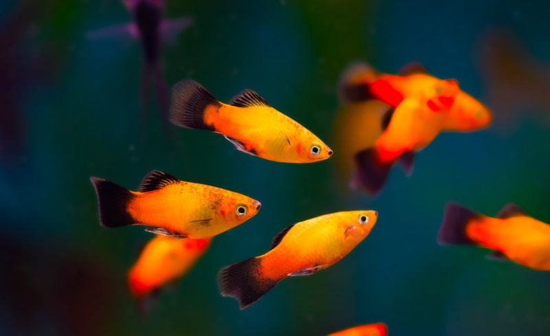 Platy