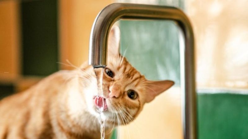 Create A Hydration Schedule