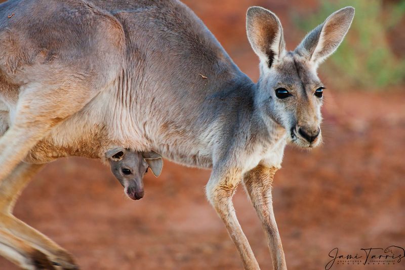 Nature's Pouch