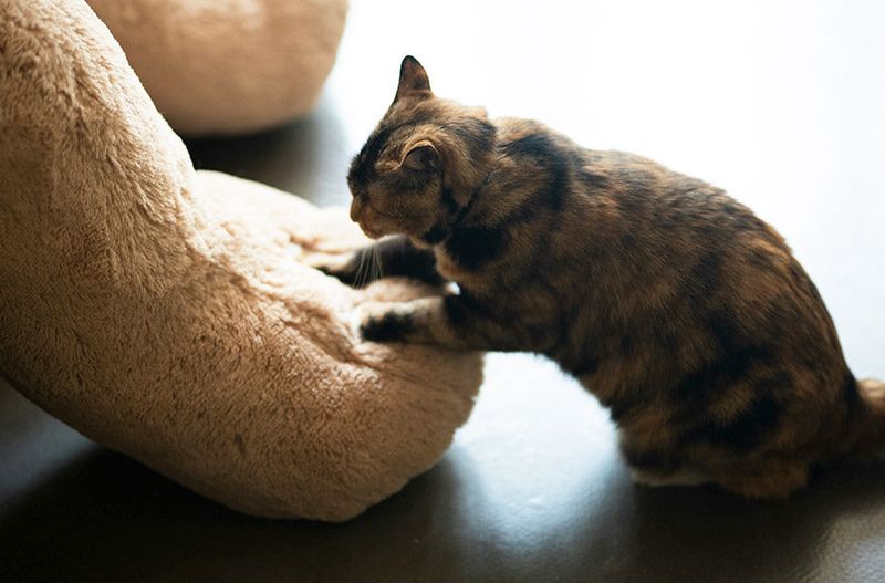 Kneading