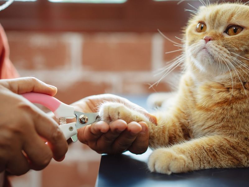 Press Paws The Right Way