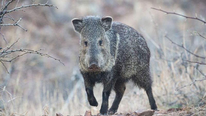 Javelina