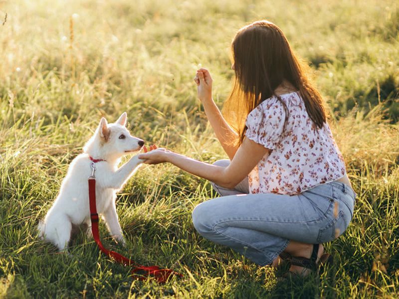Avoid Punishment-Based Training