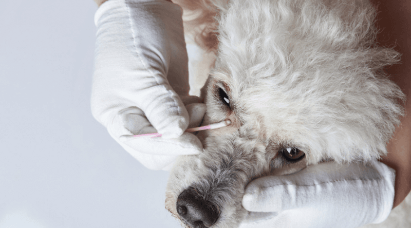 Poor Grooming Habits