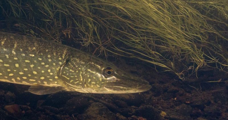 Blue Pike