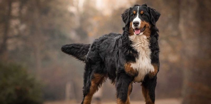 Wisconsin - Bernese Mountain Dog