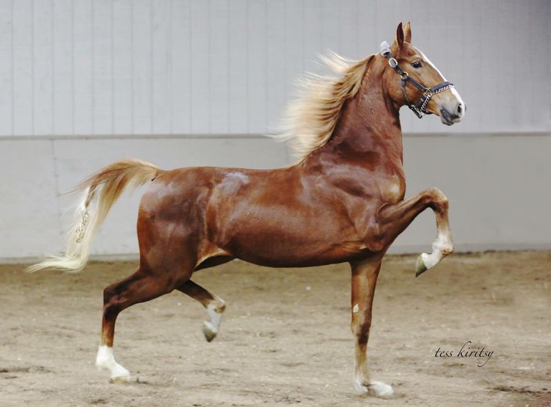 American Saddlebred