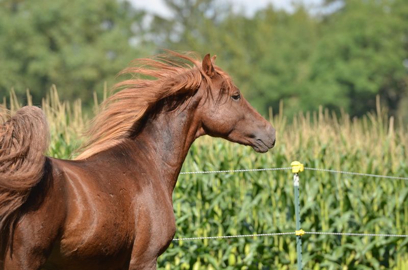 Morgan Horse
