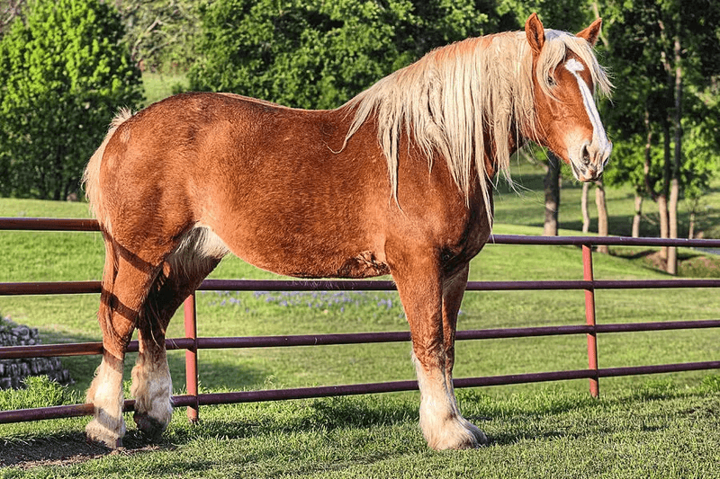 Belgian Draft Horse