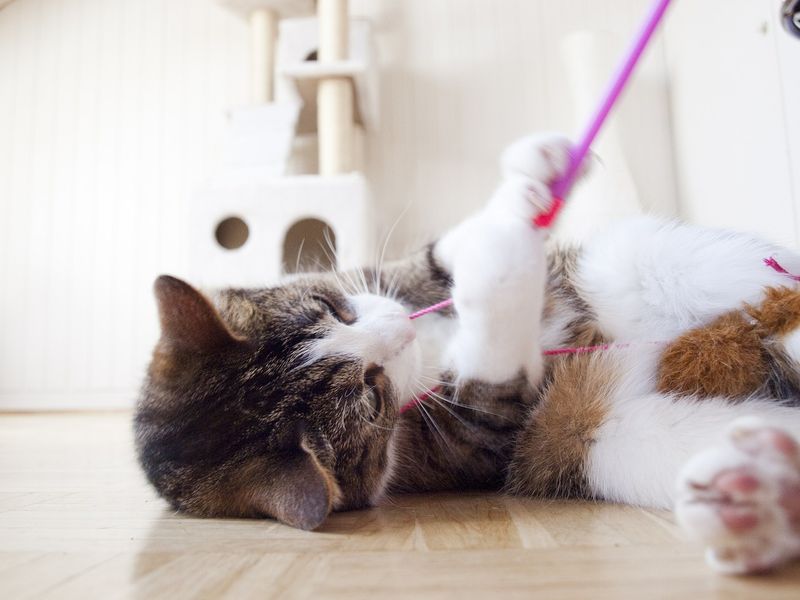Playful Energy