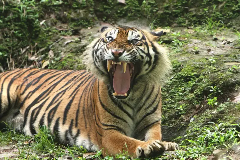 A Tiger's Roar Can Be Heard For Miles