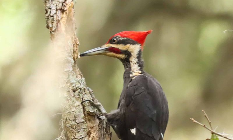 Cuban Ivory-Billed Woodpecker