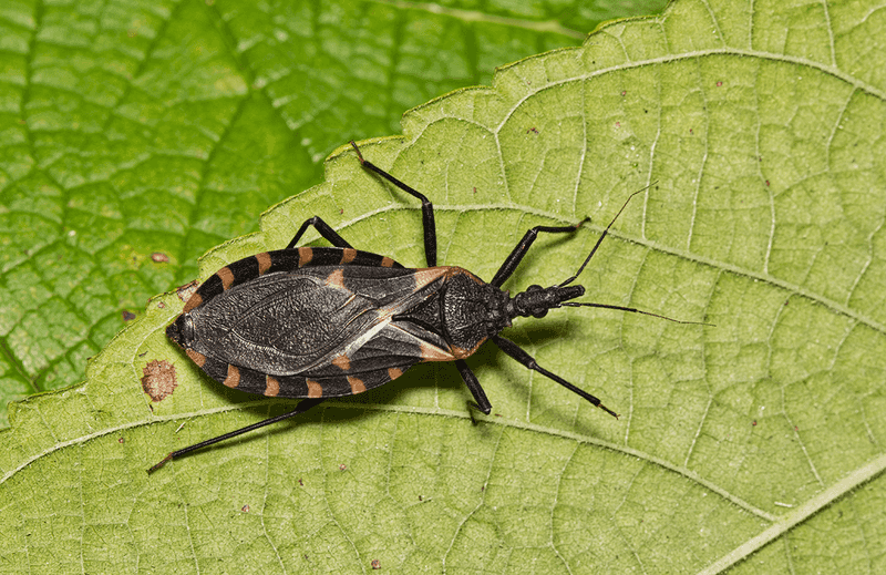 Kissing Bug