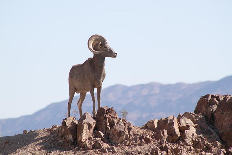 Nevada: Wildlife Wasteland