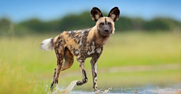 The 10 Rarest Wild Dogs You Won’t Believe Exist