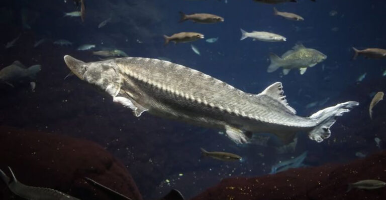 The 11 Prehistoric Survivors — Ancient Animal Species Still Found In America